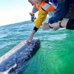 central turistica de tijuana