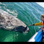 central turistica de tijuana