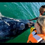 central turistica de tijuana