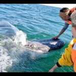 central turistica de tijuana