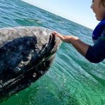 central turistica de tijuana