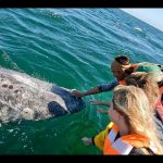 central turistica de tijuana