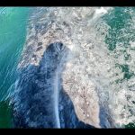 central turistica de tijuana