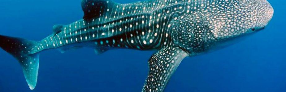 Avistamiento del Tiburon Ballena