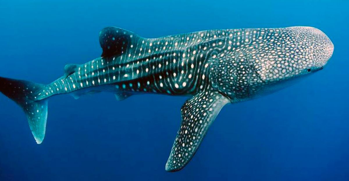 Avistamiento del Tiburon Ballena